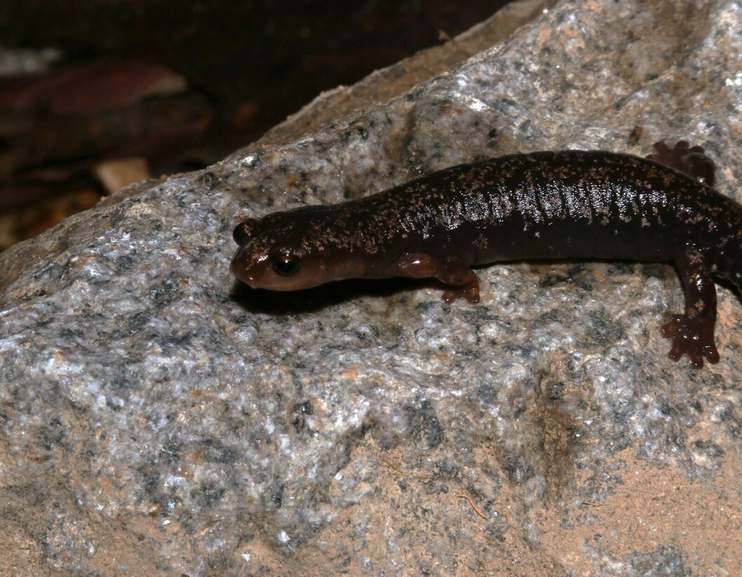 Vida silvestre en Chirripó