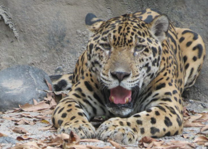 Vida silvestre en El Tigre
