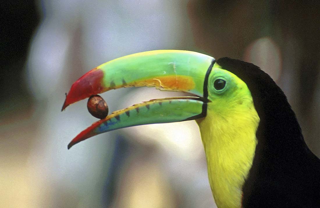 Región Huetar Caribe