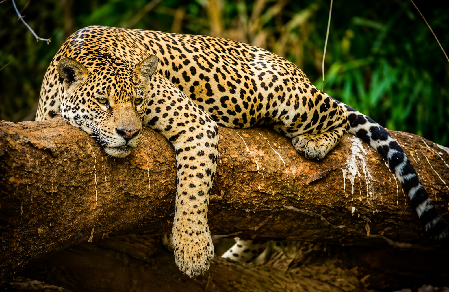 Fauna del Parque La Amistad