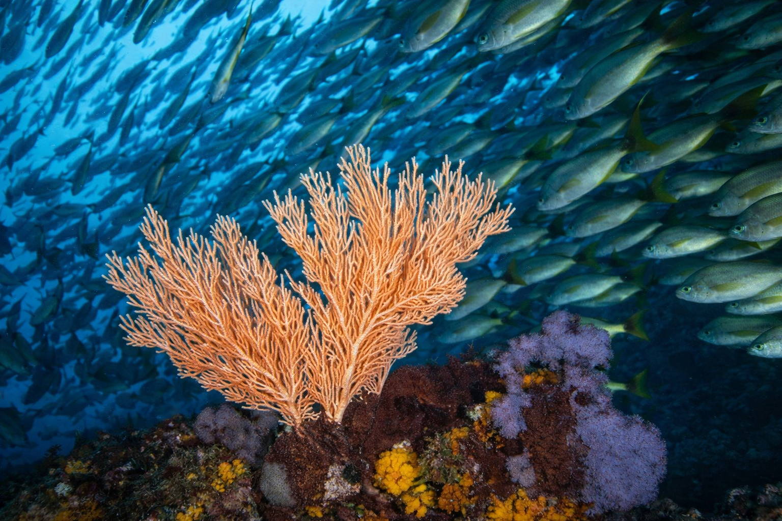 Arrecife de coral en Isla del Caño