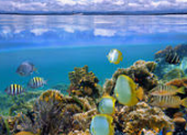 Arrecife de coral