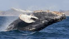 Ballena jorobada en el parque