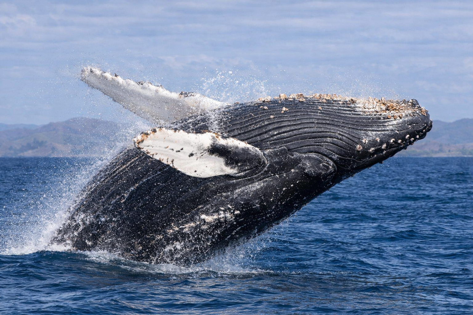 Ballena jorobada en el parque