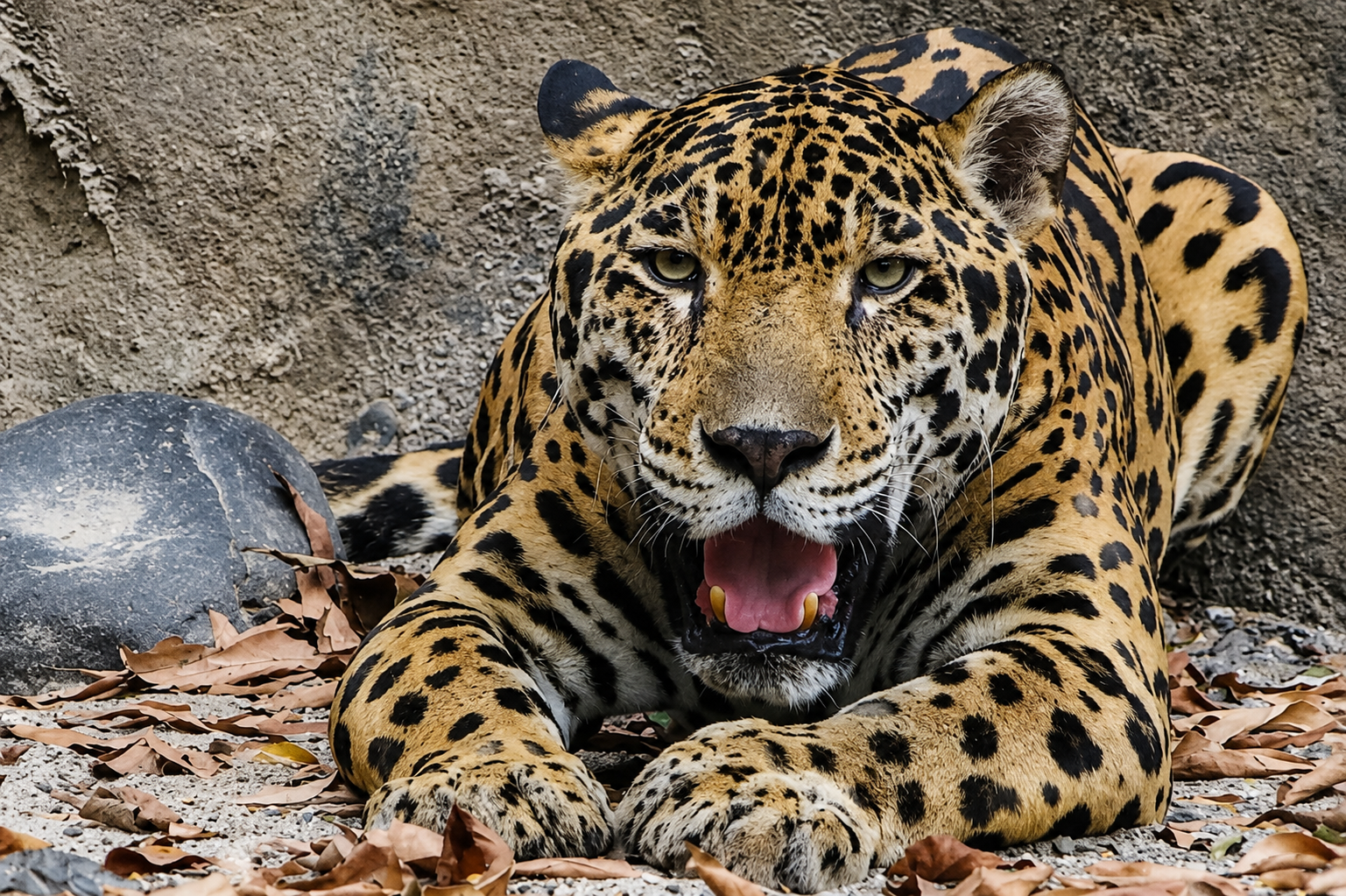 Zona Protegida El Tigre