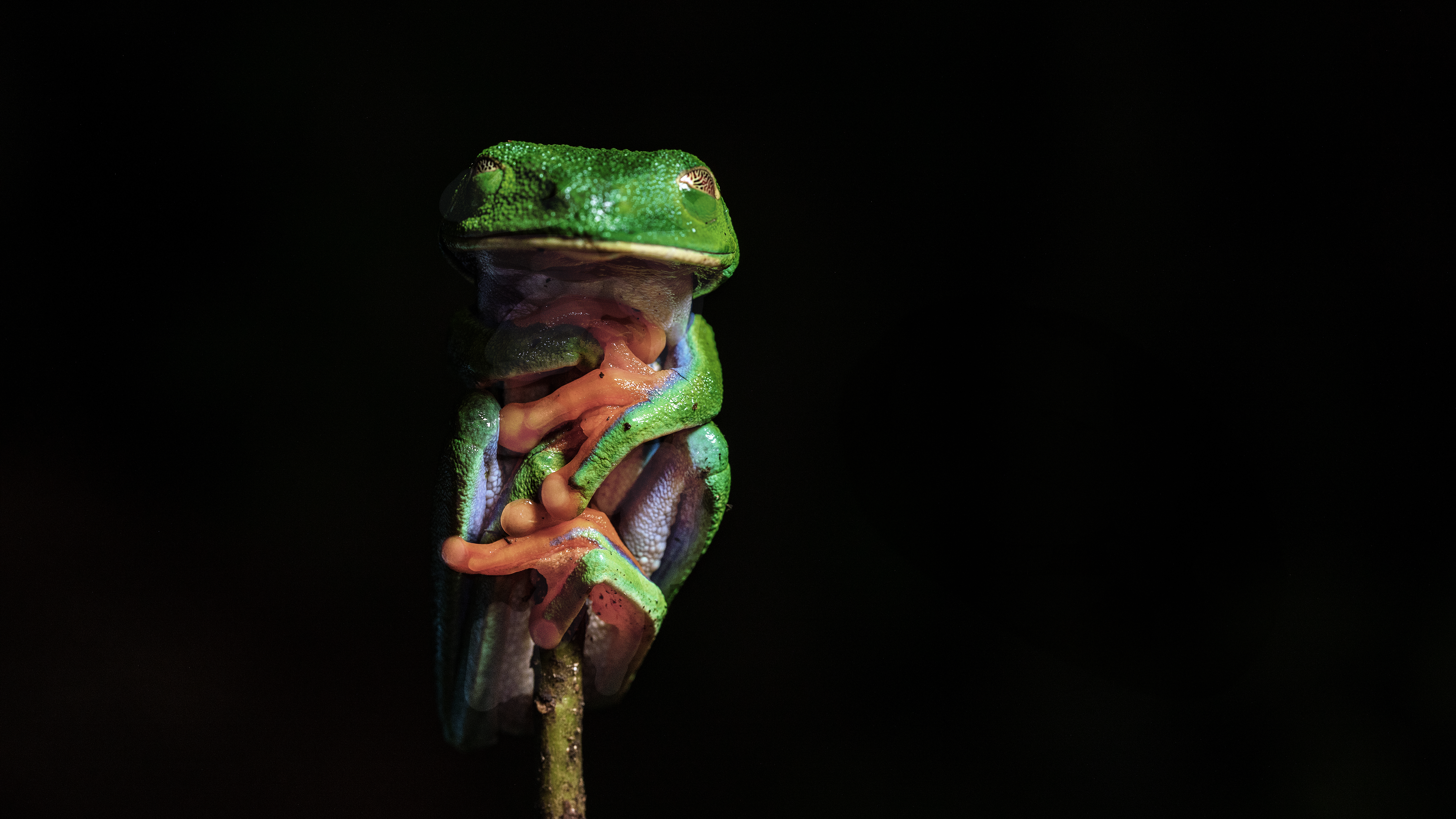 Biodiversidad de la Reserva Forestal Grecia