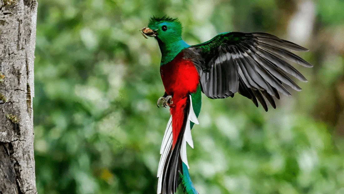 Biodiversidad de Los Quetzales