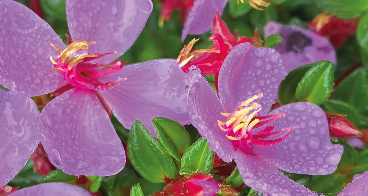 Flora del Poás
