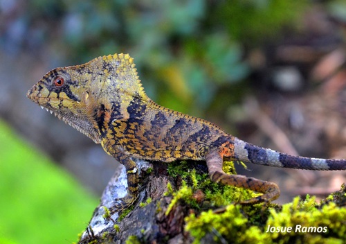 Fauna del Poás
