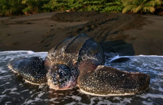 Tortuga Baula