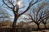 Bosque seco en Santa Rosa