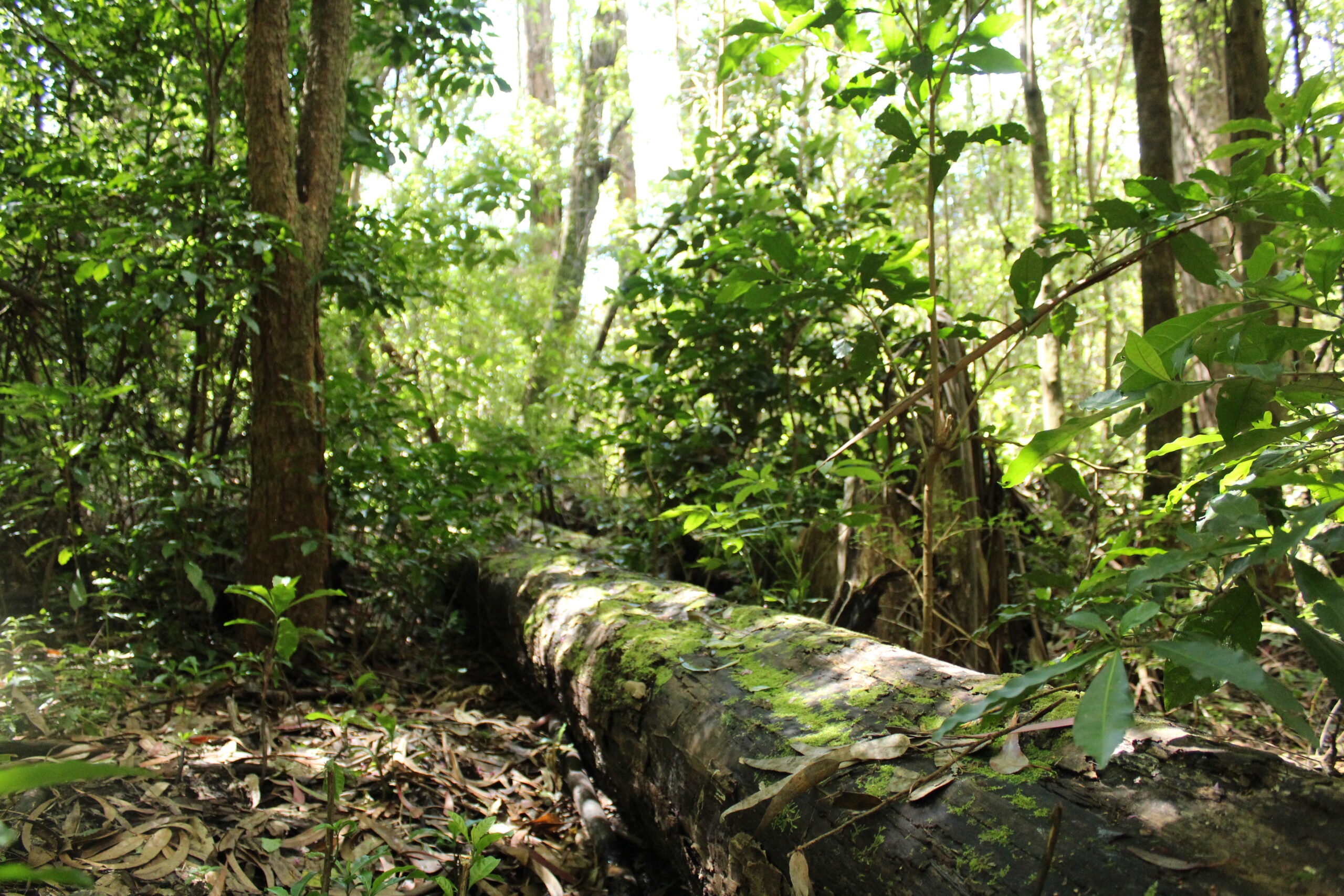 Reforestación de Áreas Protegidas