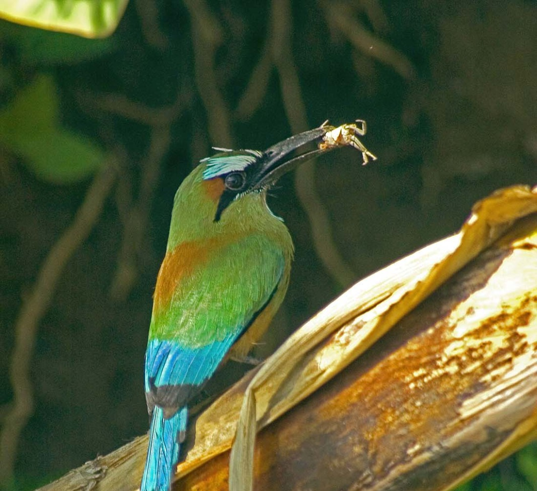 Ave exótica en el Parque Nacional Carara