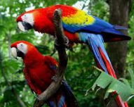 Lapa Roja (Scarlet Macaw) en el Parque Nacional Carara