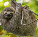 Fauna del Parque Nacional Manuel Antonio