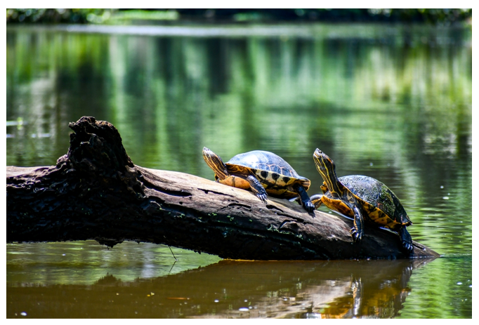 Vida silvestre de Tortuguero